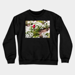 Red rose on blurry background Crewneck Sweatshirt